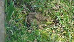 Lithobates catesbeianus