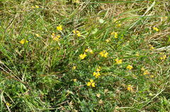 Lotus corniculatus