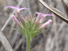 Glandularia chiricahensis