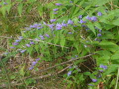 Gentiana asclepiadea