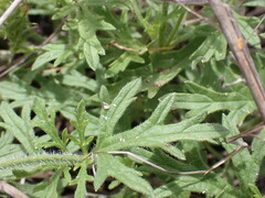 Glandularia chiricahensis