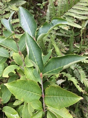 Viburnum