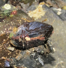 Mytilus edulis
