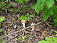 Amanita crocea