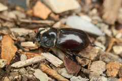 Oryctes nasicornis