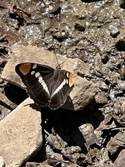 Adelpha californica