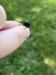 Gryllus pennsylvanicus