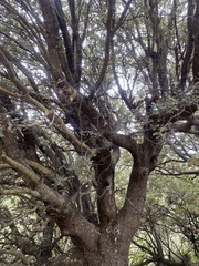 Quercus ilex