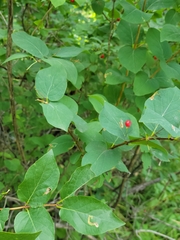 Lonicera tatarica