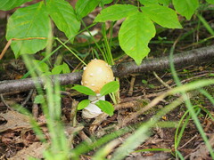 Amanita crocea