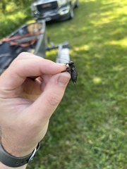 Gryllus pennsylvanicus