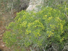 Gutierrezia microcephala