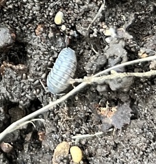 Armadillidium