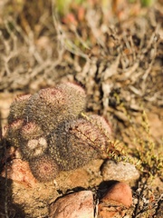 Mammillaria dioica dioica