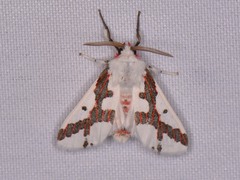 Euerythra phasma
