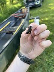 Gryllus pennsylvanicus