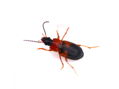 Stenolophus teutonus