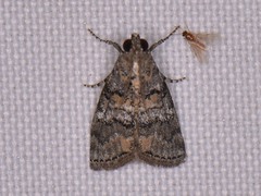 Pococera asperatella