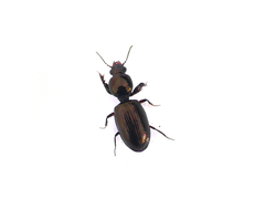 Dyschirius