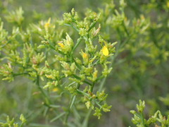 Gutierrezia microcephala