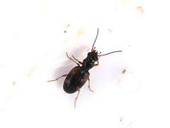 Bembidion articulatum