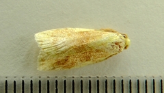 Cenopis pettitana