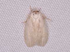 Durrantia piperatella