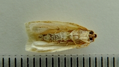 Cenopis pettitana