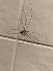 Pholcus phalangioides