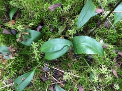 Maianthemum trifolium