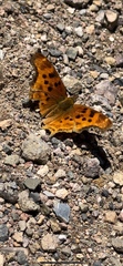 Polygonia
