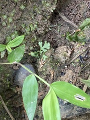 Pityrogramma calomelanos