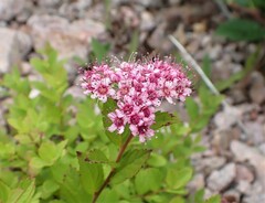 Spiraea japonica