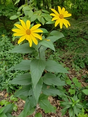 Helianthus tuberosus