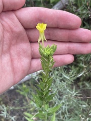 Oenothera parviflora
