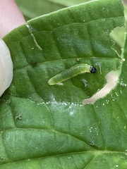 Psara obscuralis