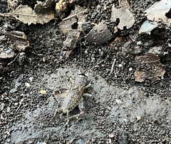 Gryllidae