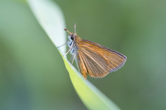 Ancyloxypha nitedula