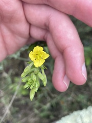 Oenothera parviflora