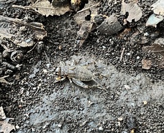 Gryllidae