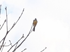 Tyrannus melancholicus