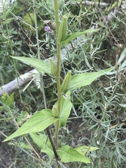 Oenothera parviflora