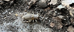 Gryllidae