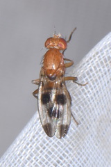 Geomyza tripunctata