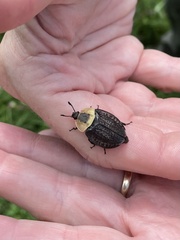 Necrophila americana
