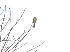 Tyrannus melancholicus