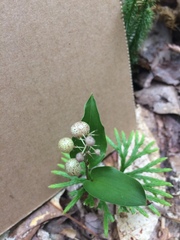 Maianthemum canadense