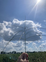 Digitaria sanguinalis