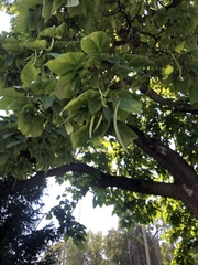 Catalpa