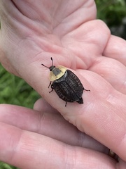 Necrophila americana